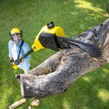Best Tree Cabling and Bracing  in Brookdale, CA