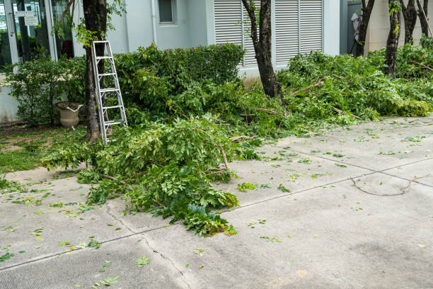 Best Tree Trimming and Pruning  in Brookdale, CA