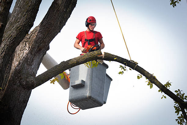 Best Tree Disease Treatment  in Brookdale, CA