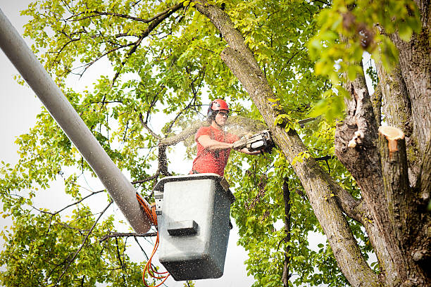 Best Firewood Processing and Delivery  in Brookdale, CA