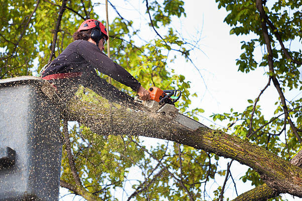Best Tree Health Inspection  in Brookdale, CA