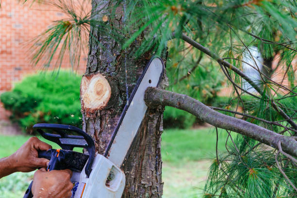 Best Emergency Tree Removal  in Brookdale, CA